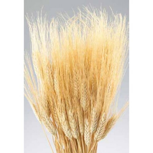 NATURAL DECORTIVE DRY WHEAT - Picture 1 of 5